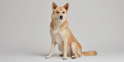 Canaan Dog Dog Breed Guide, Updated 2025 | VetNearMe
