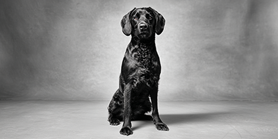 Cockador Dog Breed Guide, Updated 2025 | VetNearMe