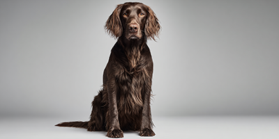 German Longhaired Pointer Dog Breed Guide, Updated 2025 | VetNearMe