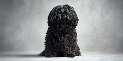 Hungarian Puli Dog Breed Guide, Updated 2025 | VetNearMe