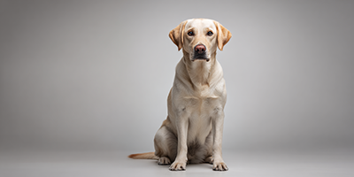 Labrador Retriever Dog Breed Guide, Updated 2025 | VetNearMe