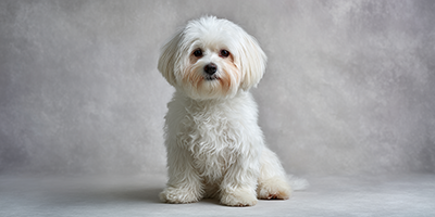 Lhatese Dog Breed Guide, Updated 2025 | VetNearMe
