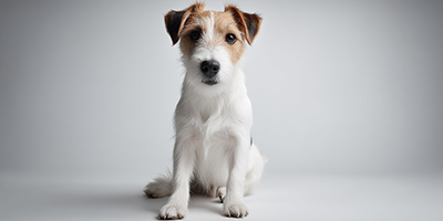 Parson Russel Terrier Dog Breed Guide, Updated 2025 | VetNearMe