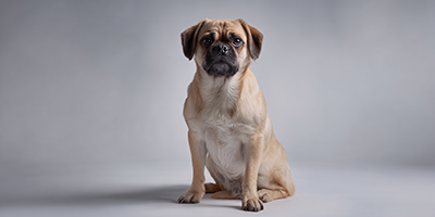 Pugalier Dog Breed Guide, Updated 2025 | VetNearMe